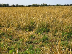 September 2020 Forage Report