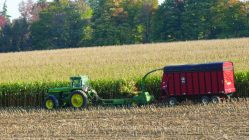 Forage Options to Replace Silage Corn