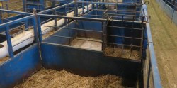 Bonding Pens for a Doe and Her Kids