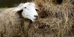 Make Better Use of Your Feed; Sampling is What You Need! Part 1: Taking a Proper Feed Sample