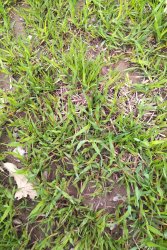 Forage Report – May 2019