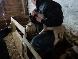 Improving Lamb Survival