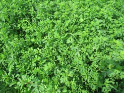 Is the yield potential of alfalfa increasing?