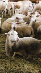 Managing Metabolic Challenges in Dairy Ewes During Lambing