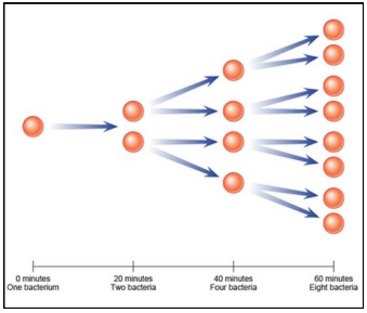 The population of bacteria grows exponentially. A single bacteria multiples into two bacteria in 20 minutes, into 4 bacteria by 40 minutes, and eight bacteria by 60 minutes.