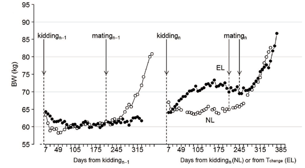 This graph shows the same 2 year period for normal lactation goats and extended lactation goats but measures body weight. Body weight between the groups is the same until the normal lacation goats get pregnant in the first year and then they are heavier. After kidding, the normal lactation goats become lighter but after not kidding the extended lactation goats start to gain weight and are around 7kg heavier than the normal lactation goats at mating and the two groups become the same weight during pregnancy.