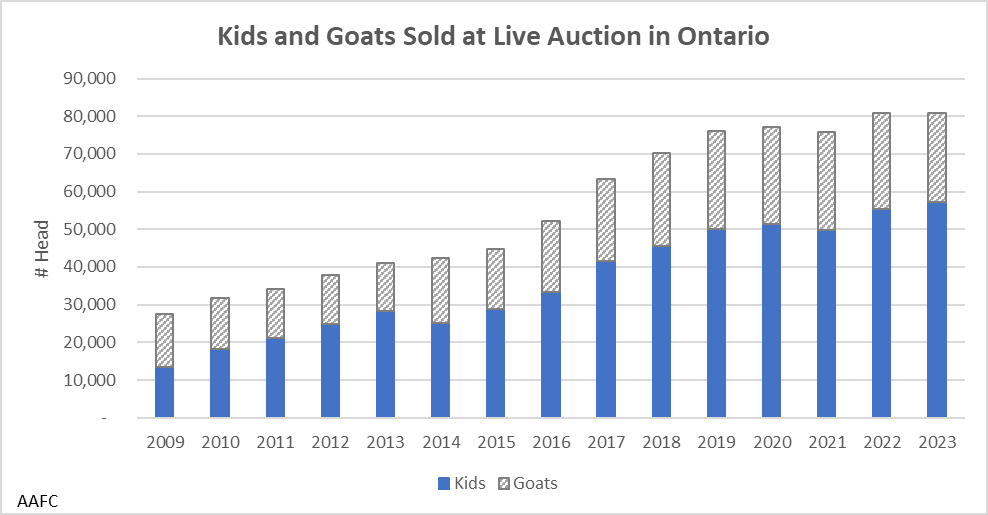 This graph shows the total number of kids and goats sold at live auction in Ontario from 2009 to 2023. The total number has increased steadily from just under 30,000 in 2009 to around 80,000 goats in 2022 and 2023.
