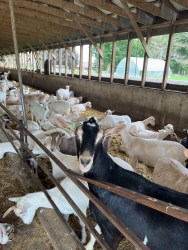 State of the Ontario Goat Industry