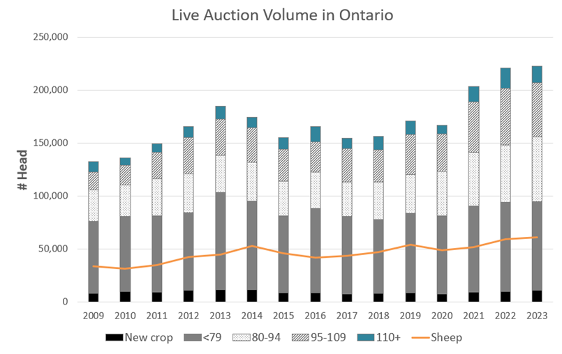 This is a stacked bar graph of the number of head sold at auction of new crop, <79, 80-94, 95-109 and 110 plus pound categories of lamb for the years 2009 - 2023. There is a line over the bars showing the number of sheep sold at live auction in those same years. Over time the total number of lambs sold has been increasing from about 133,000 in 2009 to almost 223,000 in 2023. Volume increased steadily from 2009 to 2013 at almost 185,000 then back down to around 160,000 until volume increased significantly in 2021 to almost 204,000 rising again to about 220,000 head for 2022 and 2023. Most of this increase since 2020 has been in the weight categories greater than 79 pounds. Sheep numbers at live auction have steadily increased from about 33,000 in 2009 to around 60,000 in 2023.