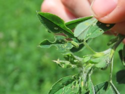 How do I manage alfalfa weevil?
